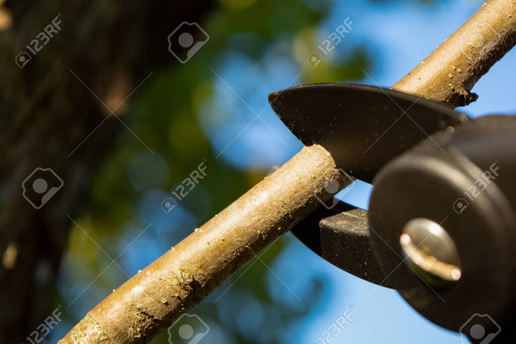 Pruning Taupo