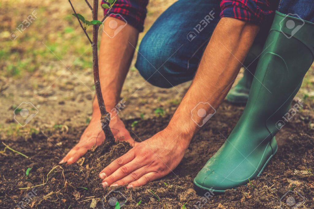 Planting Taupo